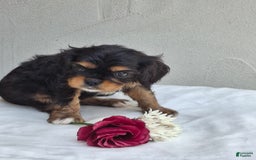 Cavalier King Charles Spaniel dogs for sale: Sweetie - Image 1