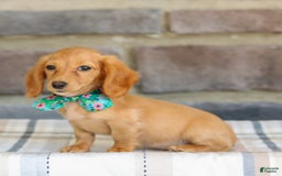 Miniature Dachshund dogs for sale: Sophie - Image 5