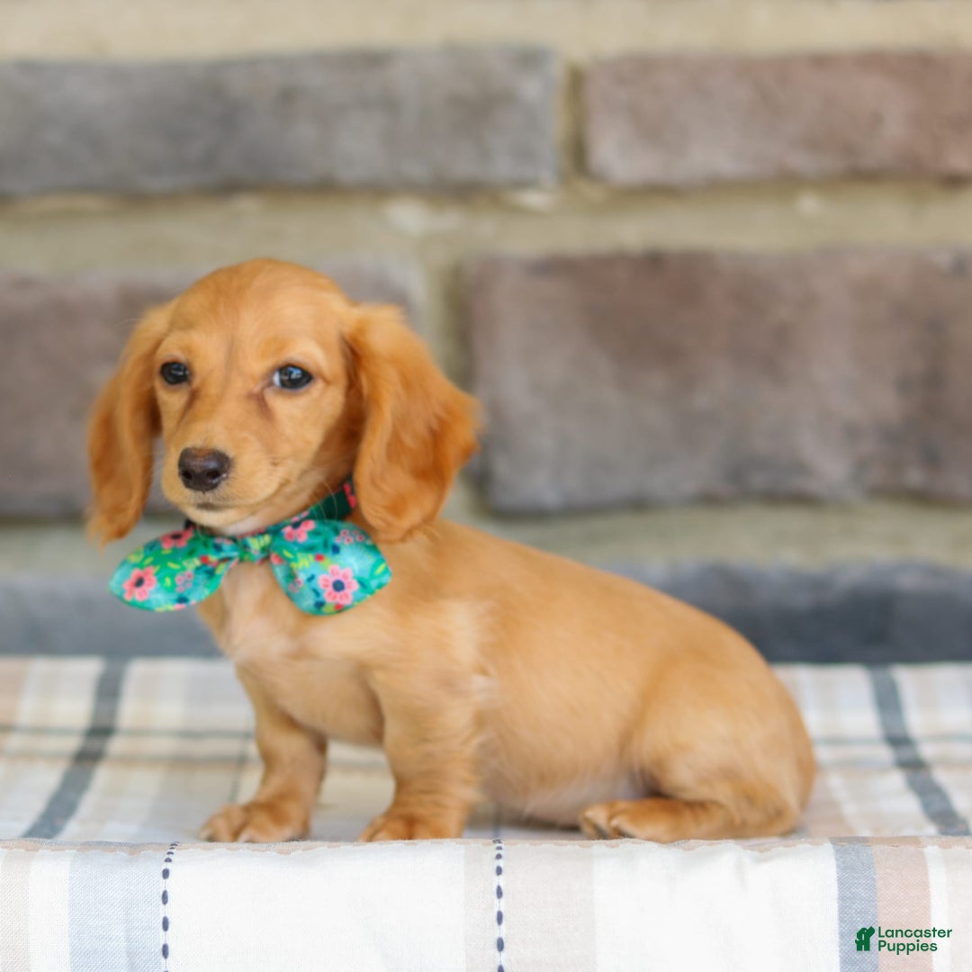 Miniature Dachshund dogs for sale: Sophie - Image 5
