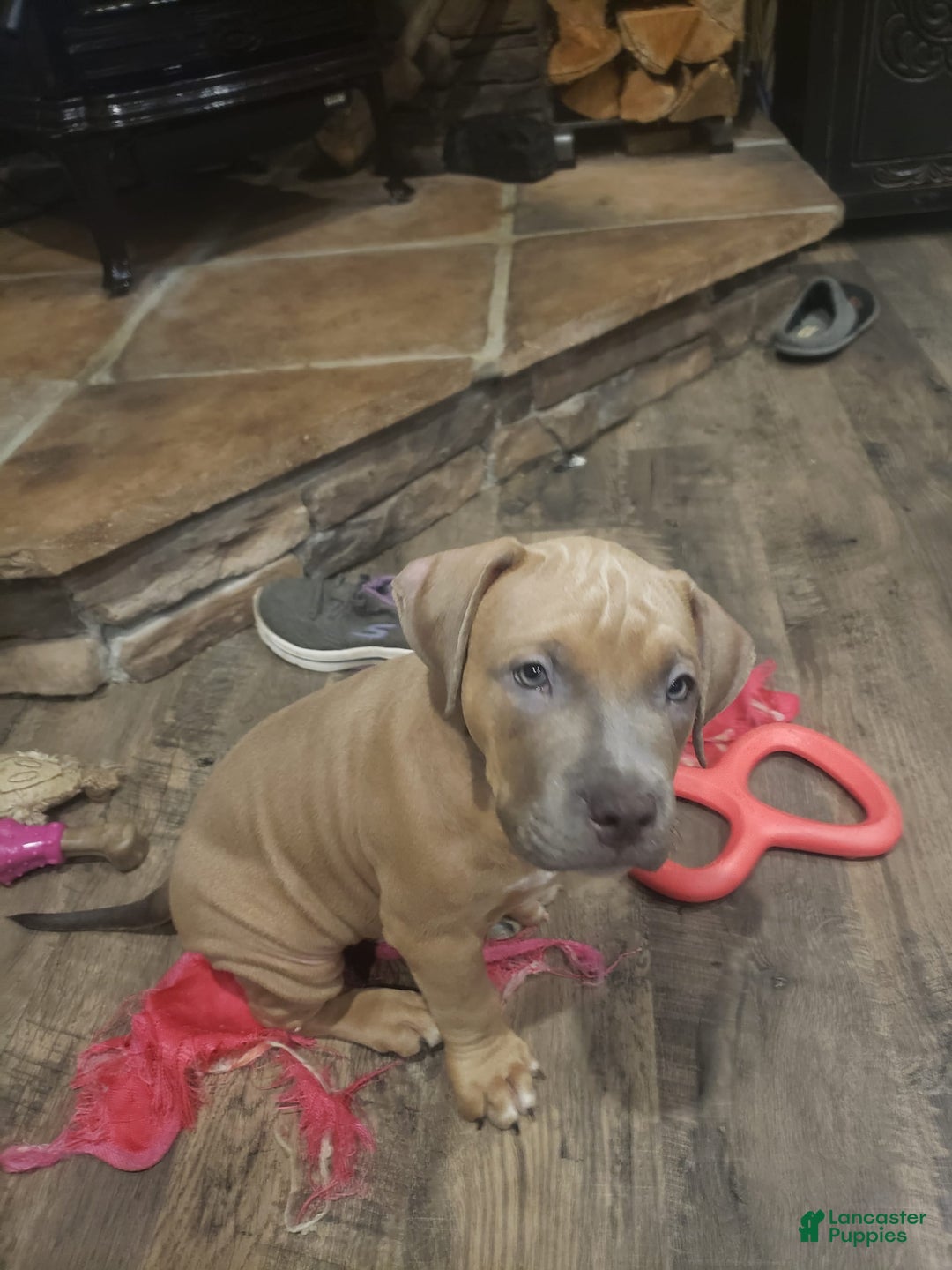 American Bully dogs for sale: Big Hoss - Image 125