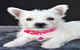 West Highland Terrier dogs for sale: Novella - Image 2