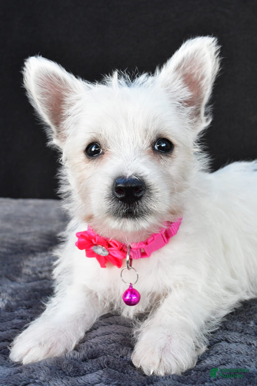 West Highland Terrier dogs for sale: Novella - Image 2