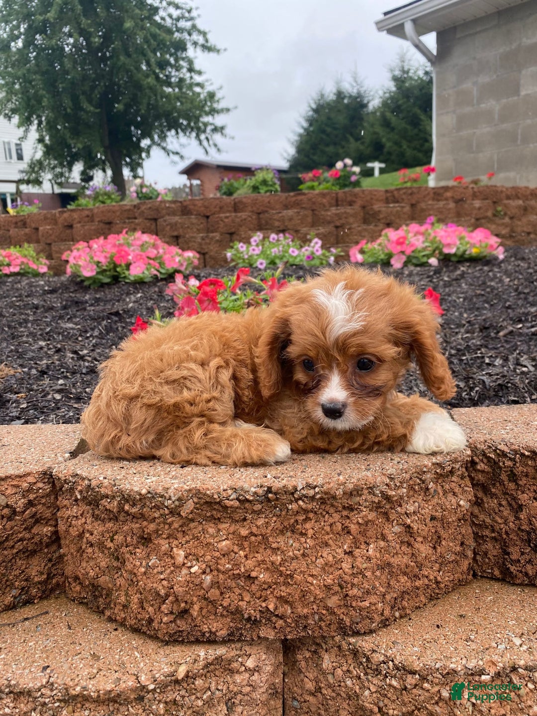 Cavapoo dogs for sale: Walter - Image 2