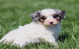 Mini Bernedoodle dogs for sale: Thorin - Image 1