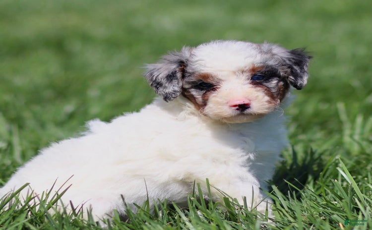 Mini Bernedoodle dogs for sale - Ad 4