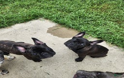 French Bulldog dogs for sale: Coco - Image 13