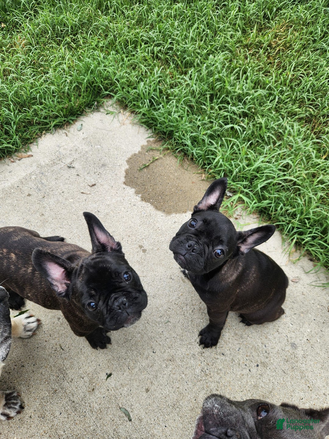 French Bulldog dogs for sale: Coco - Image 13