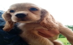 Cocker Spaniel dogs for sale: Marshmallow - Image 18