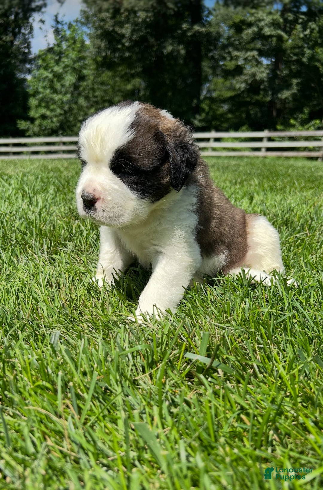 Saint Bernard dogs for sale: Bea - Image 1