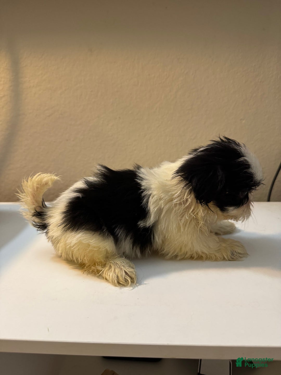 Shih Tzu dogs for sale: Bubbles - Image 5