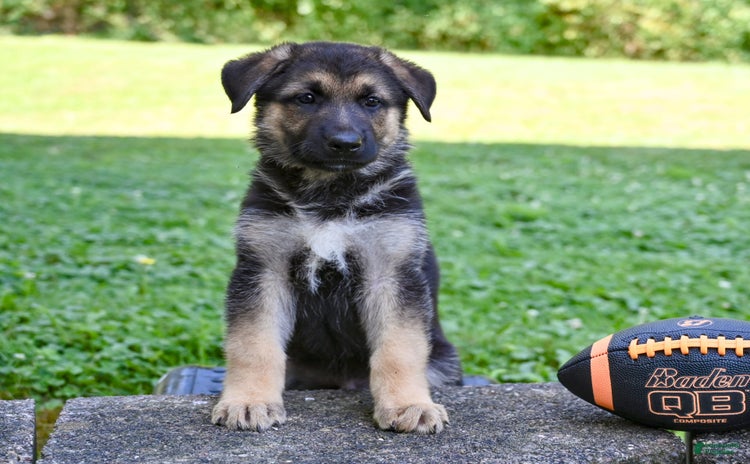 German Shepherd dogs for sale - Ad 5