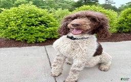 Standard Poodle dogs for sale: Levi - Image 4