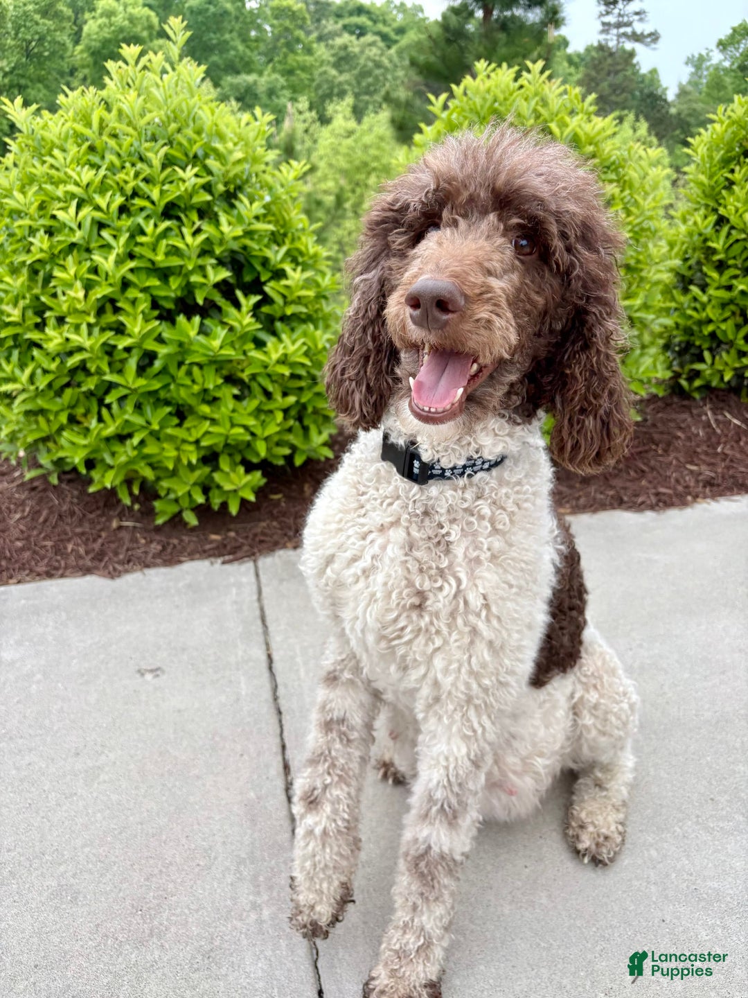 Standard Poodle dogs for sale: Levi - Image 4