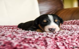 Greater Swiss Mountain Dog dogs for sale: Finn - Image 5