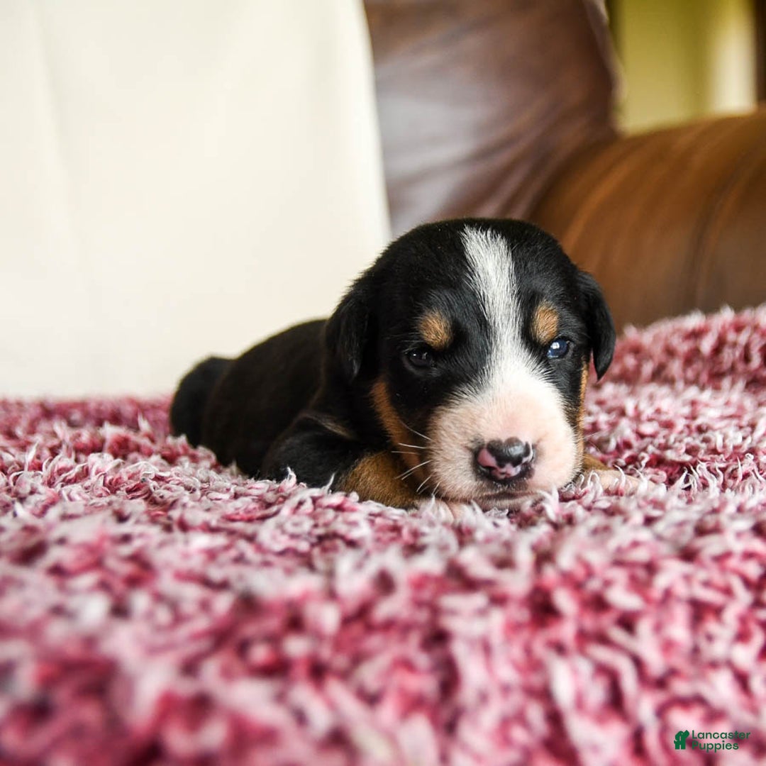 Greater Swiss Mountain Dog dogs for sale: Finn - Image 5