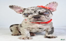 French Bulldog dogs for sale: Austin - Image 4
