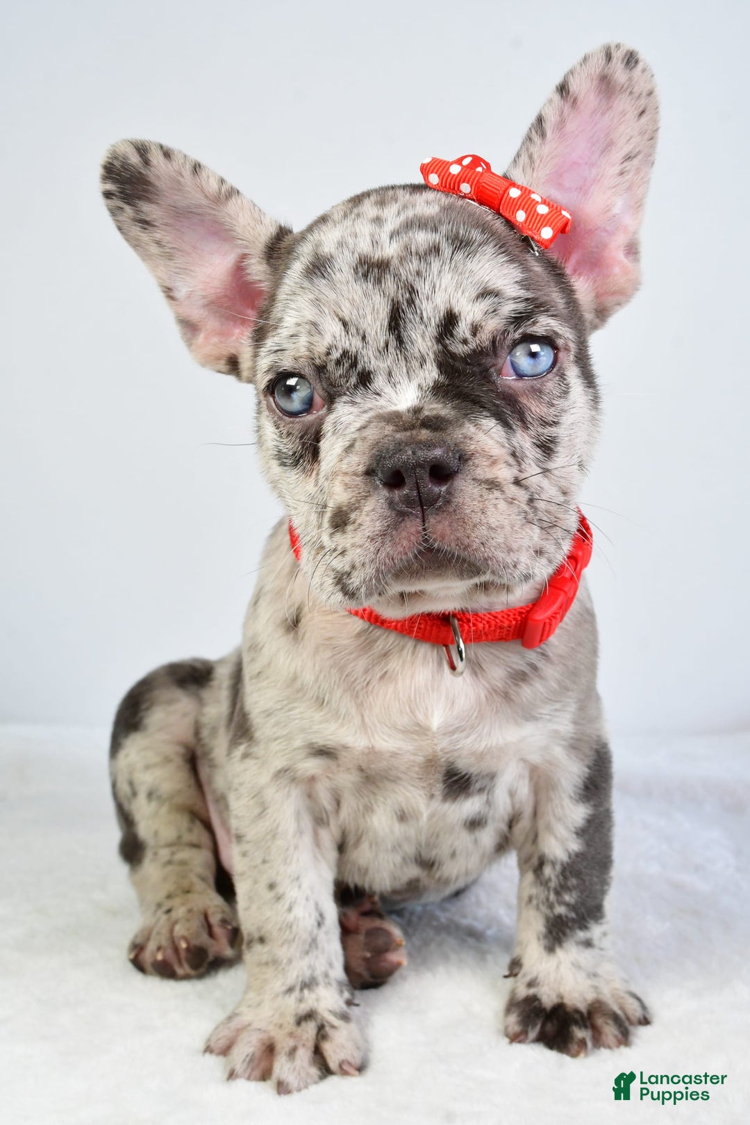 French Bulldog dogs for sale: Austin - Image 4