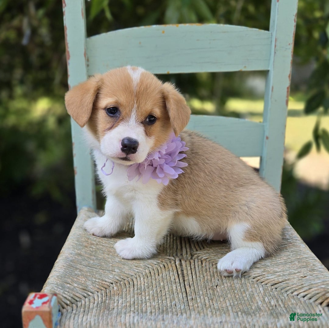 Welsh Corgi Pembroke dogs for sale: Lovey - Image 1