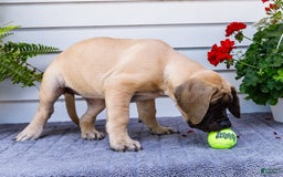 English Mastiff dogs for sale: Hazel - Image 17