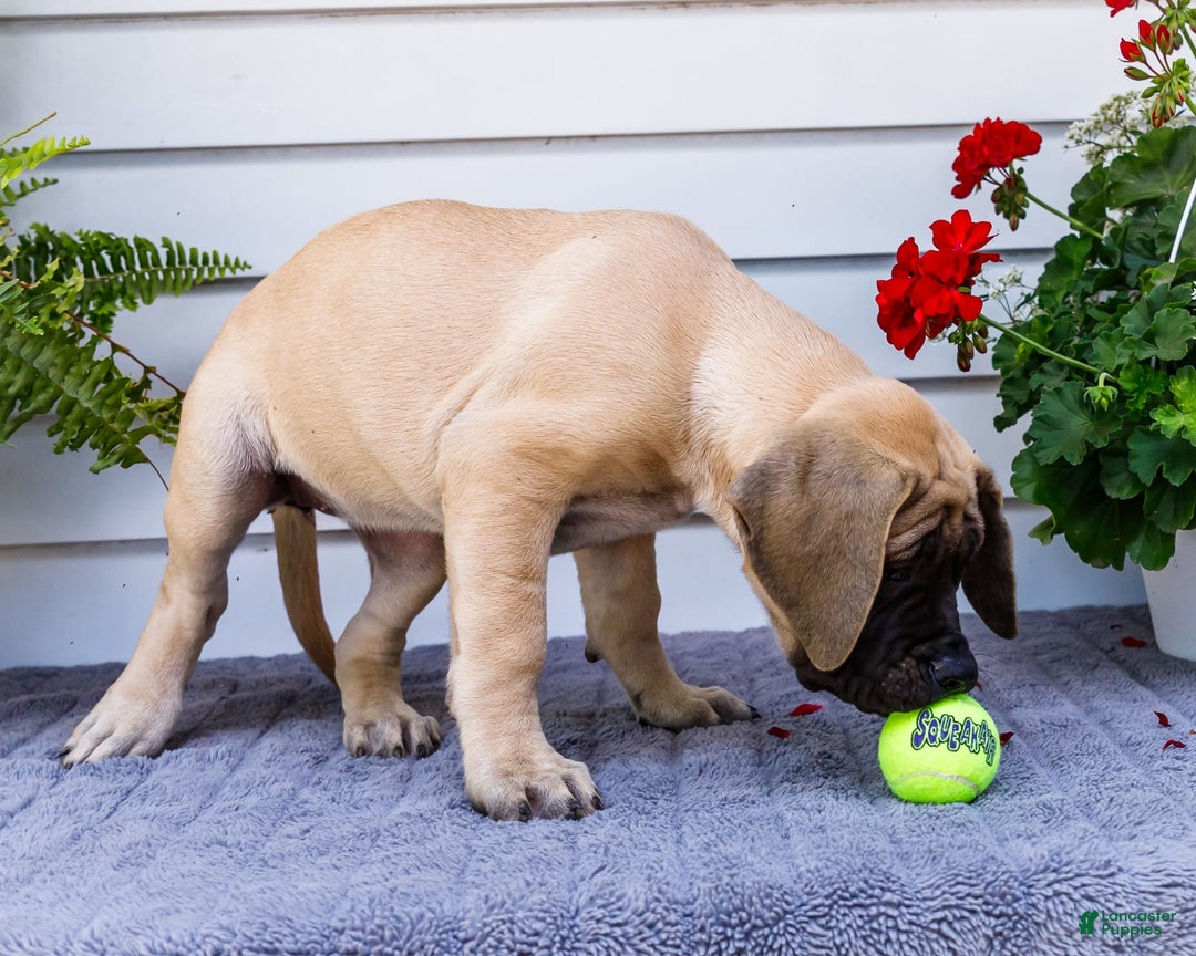 English Mastiff dogs for sale: Hazel - Image 17