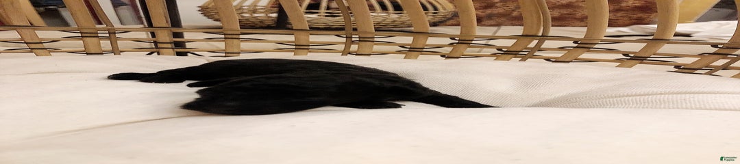Cleopatra V Trypheana