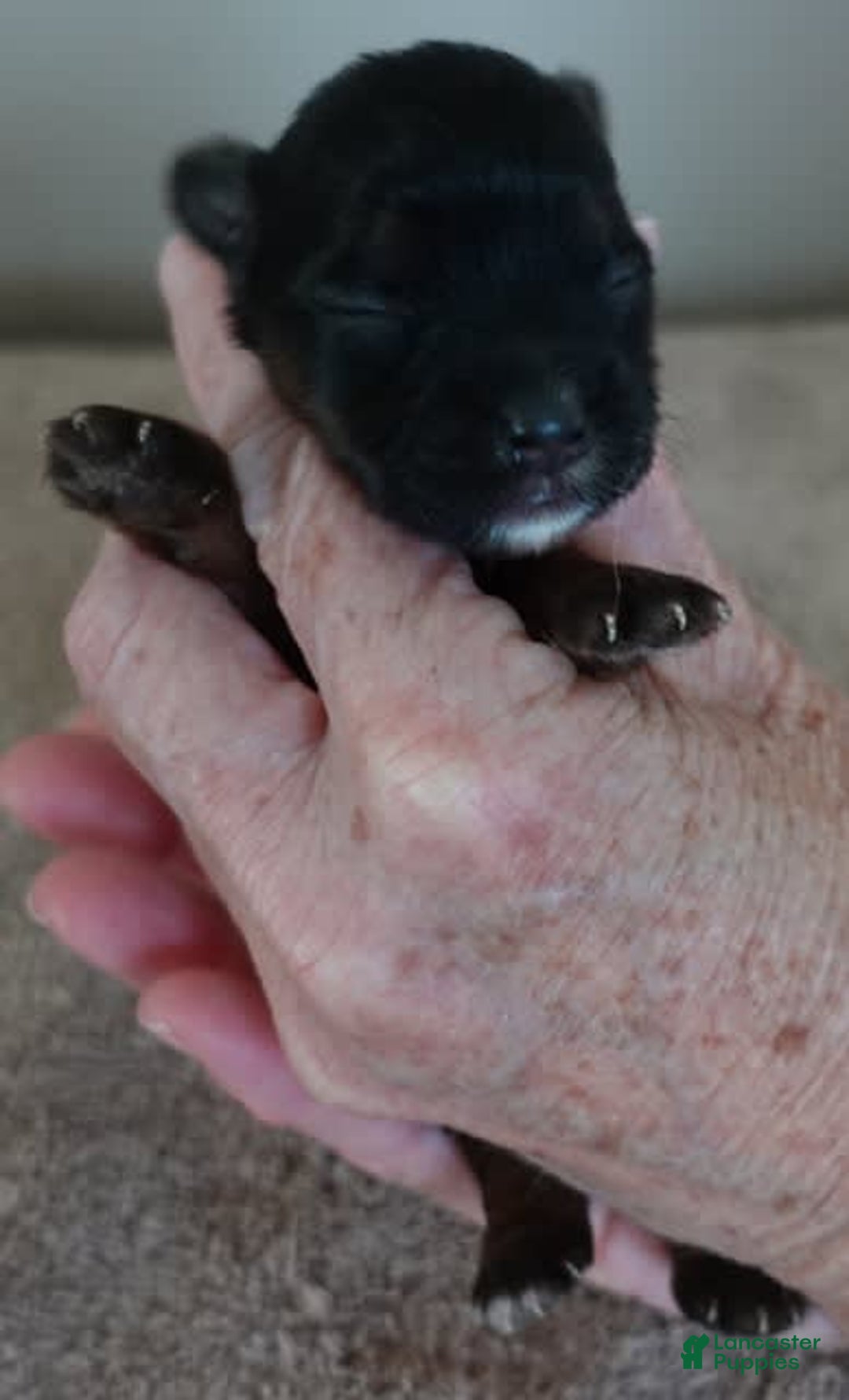 Yorkshire Terrier dogs for sale: Kai - Image 11