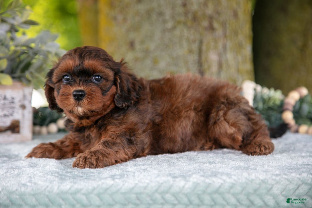Shihpoo dogs for sale: Maylin - Image 1