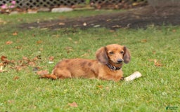 Miniature Dachshund dogs for sale: Sparkle - Image 6