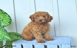 Mini Goldendoodle dogs for sale: Montana - Image 2