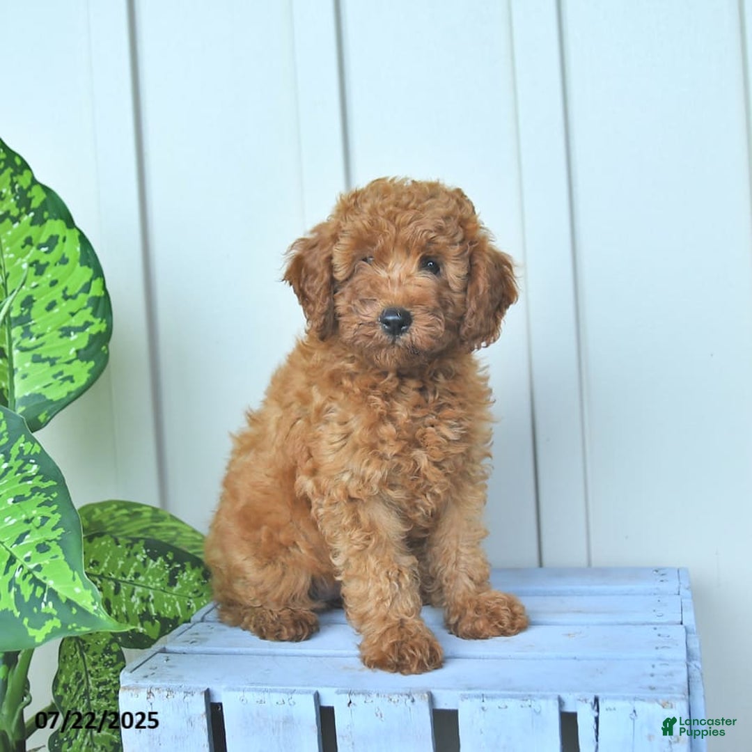 Mini Goldendoodle dogs for sale: Montana - Image 2