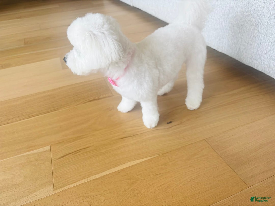 Bichon Frise dogs for sale: Zoe - Image 7