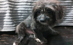 Shihpoo dogs for sale: Pomshihpoo Male Puppy🖤 - Image 6
