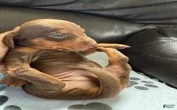 Miniature Dachshund dogs for sale: Twix - Image 3