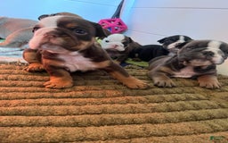 English Bulldog dogs for sale: Bulldog - Image 4