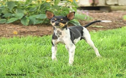 Rat Terrier dogs for sale: Twinkles - Image 2