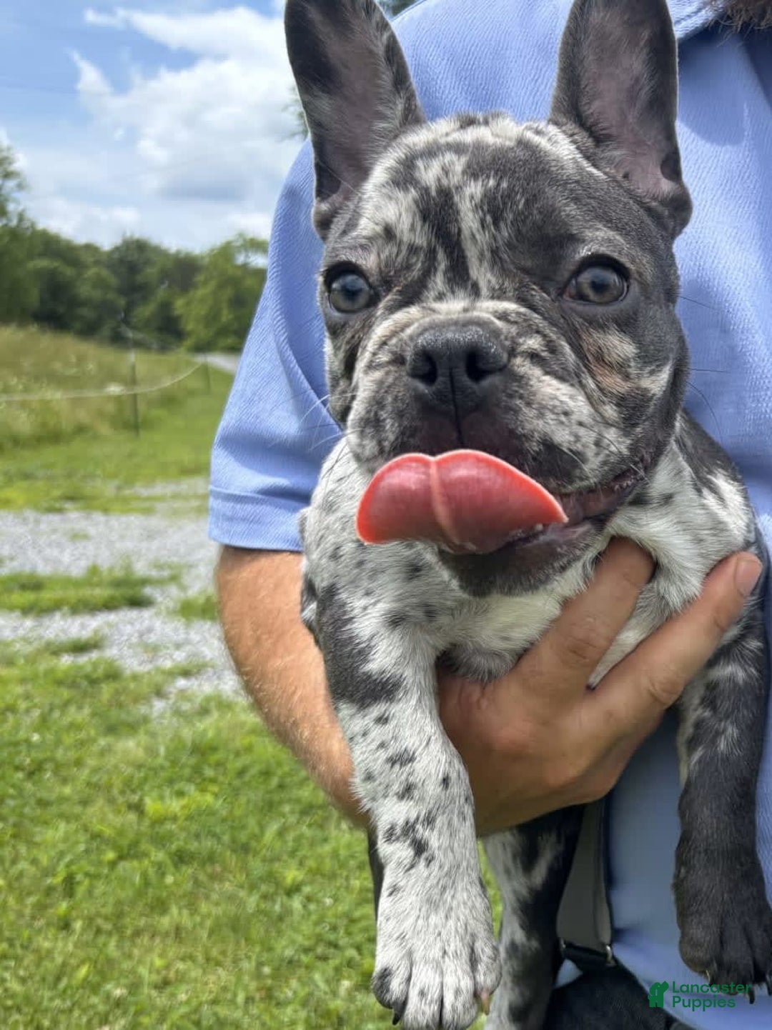 French Bulldog dogs for sale: Catalina - Image 1