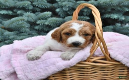 Standard Poodle dogs for sale: Daisy - Image 1