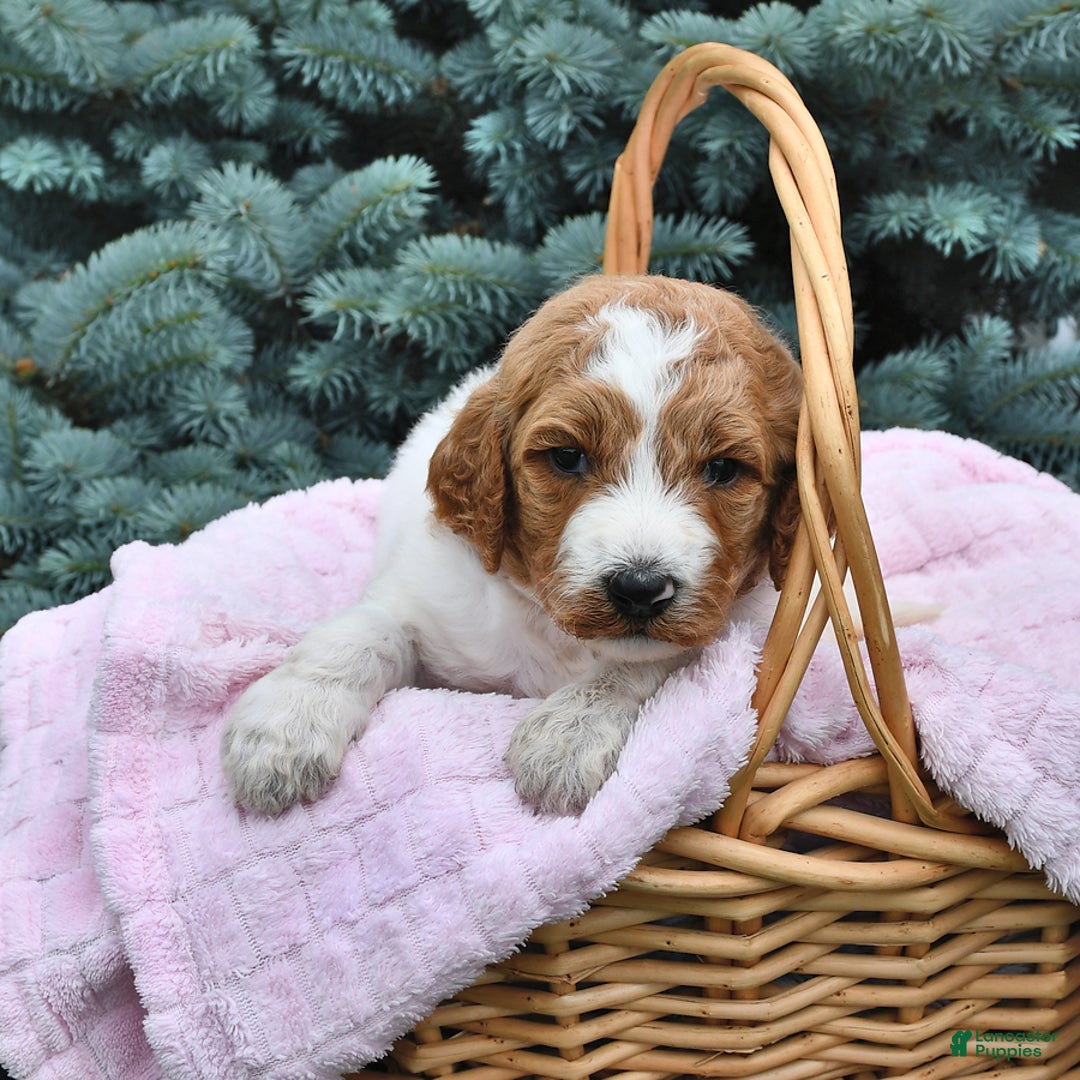 Standard Poodle dogs for sale: Daisy - Image 1