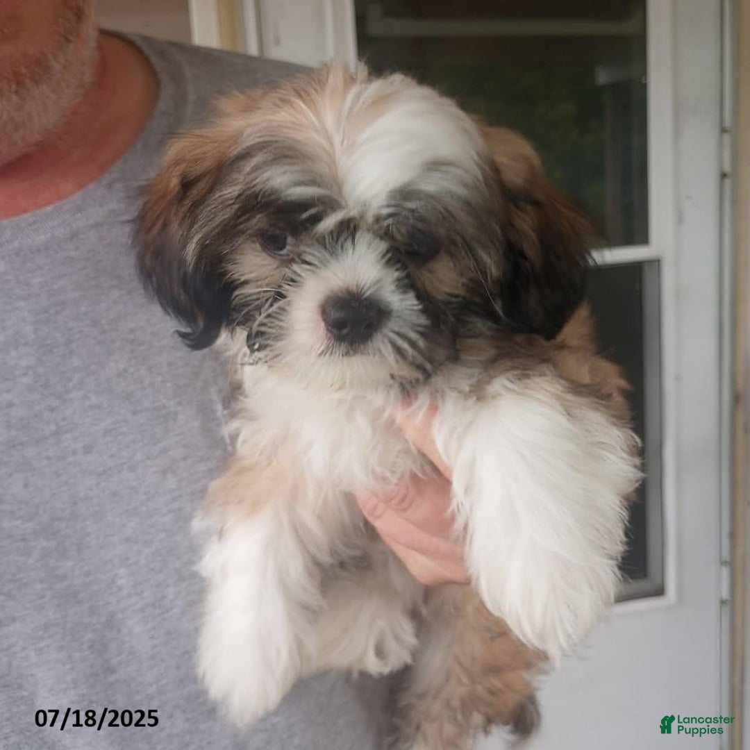 Shih Tzu dogs for sale: Baby Doll - Image 4