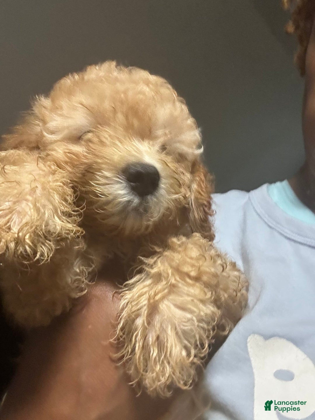 Maltipoo dogs for sale: Louis - Image 4