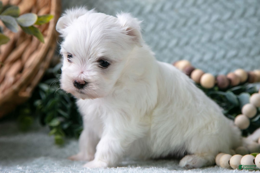 Maltese dogs for sale: Percy - Image 3
