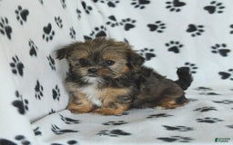 Shorkie dogs for sale: Hudson - Image 5