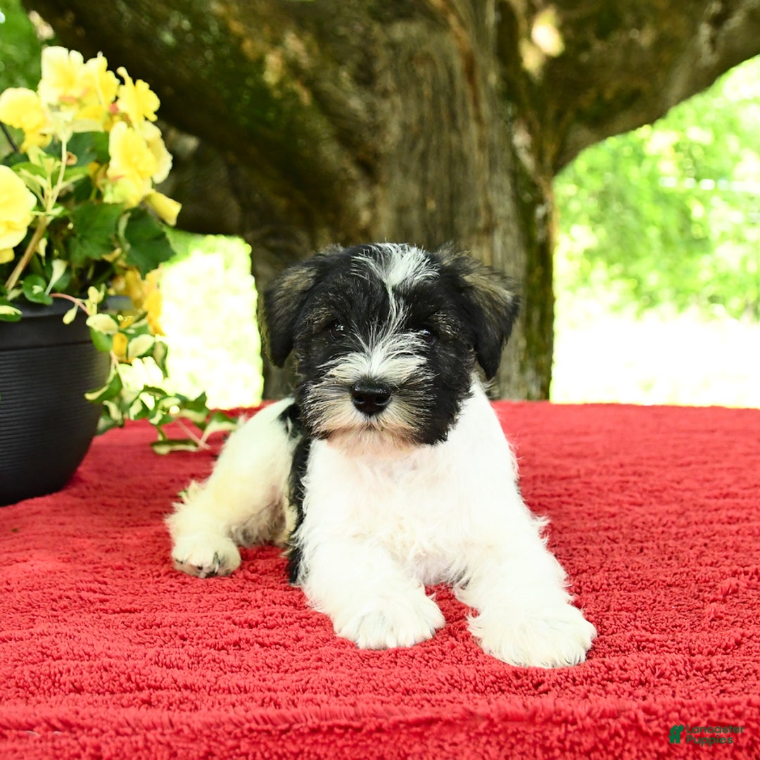 Miniature Schnauzer dogs for sale: Pal - Image 2
