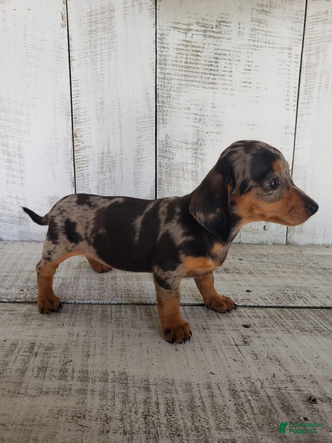 Miniature Dachshund dogs for sale: Sophie - Image 9