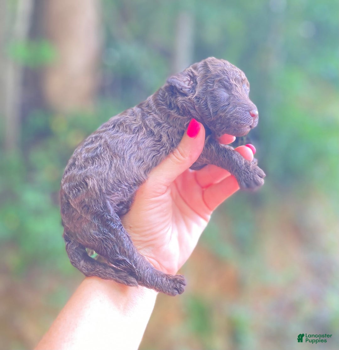Goldendoodle dogs for sale: Choco - Image 2