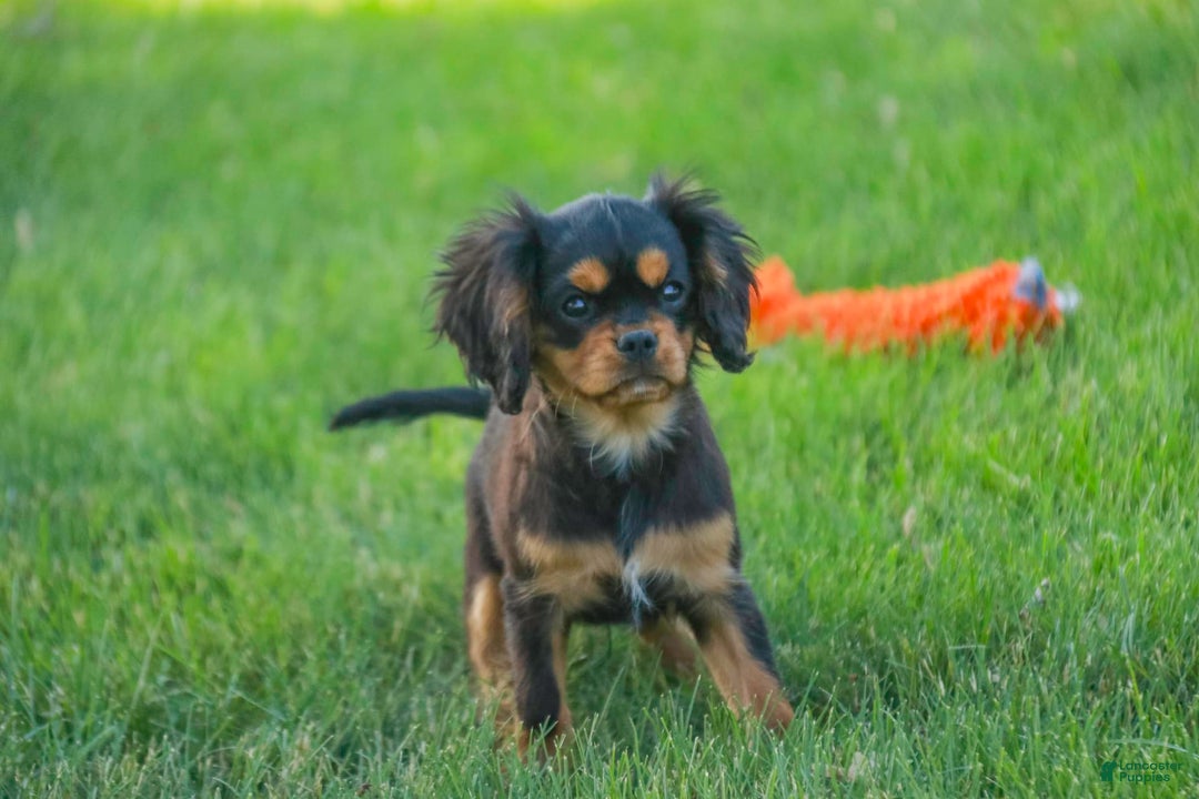 Cavalier King Charles Spaniel dogs for sale: Pluto - Image 4