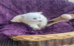 American Eskimo dogs for sale: Tessa - Image 2