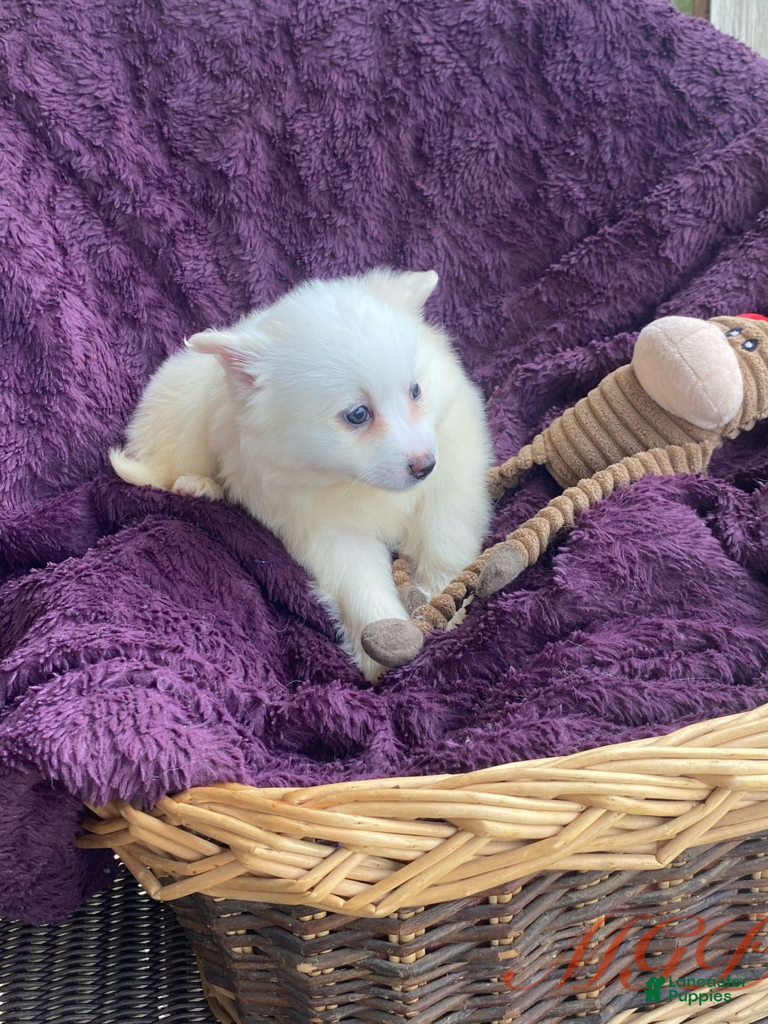 American Eskimo dogs for sale: Tessa - Image 2