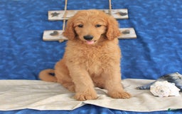 Goldendoodle dogs for sale: Lilac - Image 2