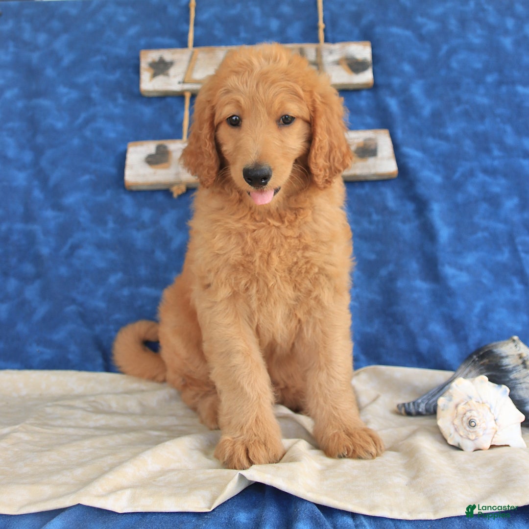 Goldendoodle dogs for sale: Lilac - Image 2